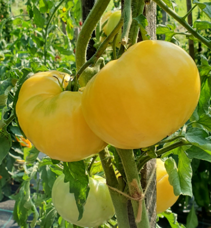 Жёлтое Чудо Тома (Tom's Yellow Wonder)