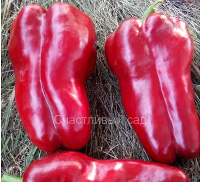 Перец Испанец