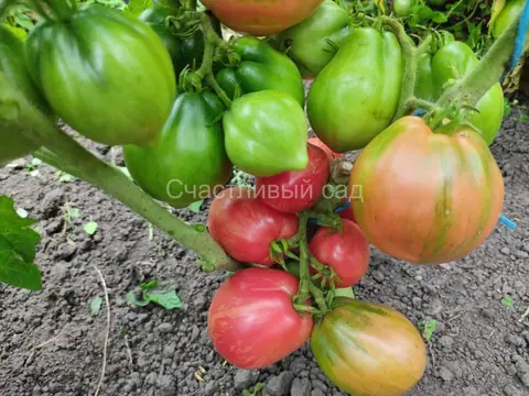 Dwarf Electric Pink