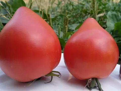 Северная корона