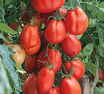 Лигурия (Liguria)
