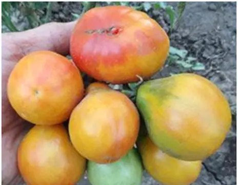 Пьемонтская Груша (Piedmont Pear)