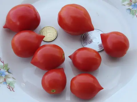 Поцелуй герани (Geranium Kiss)