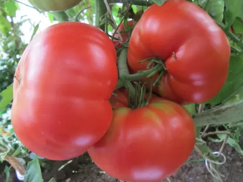 Santa Clara Canner