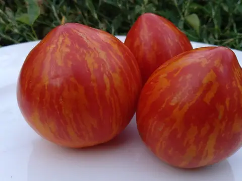 Карлик Крапчатое Сердце (Dwarf Speckled Heart)
