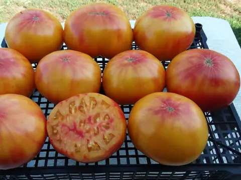 Tuxhorn's Red and Yellow