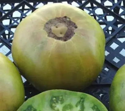 Jackass Green Dwarf