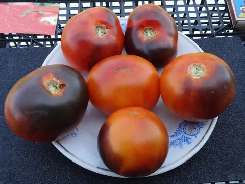 Синий Ананас (Ananas Blue)