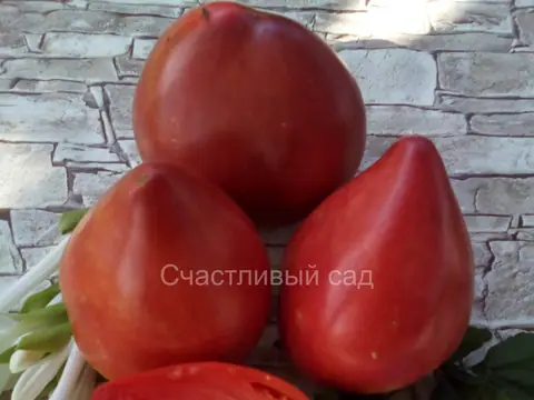 Ландхутский великан (Landshuter Riese)