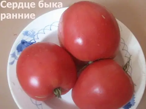 Сердце быка раннее