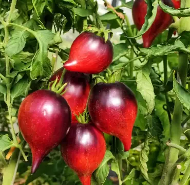 Огненная Комета Софии (Feuriger Komet Sofias)