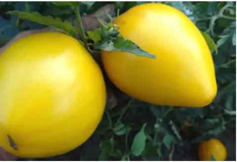 Карлик Золотое сердце (Dwarf Golden Heart)