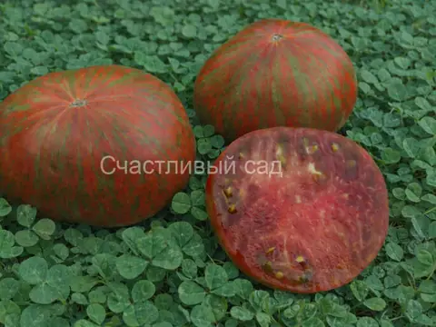Карлик Шоколадная Молния (Chocolate Lightning Dwarf)