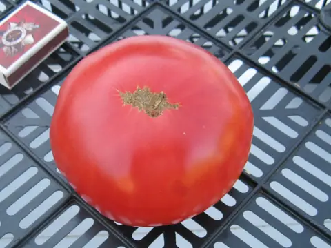 Rosa beefsteak