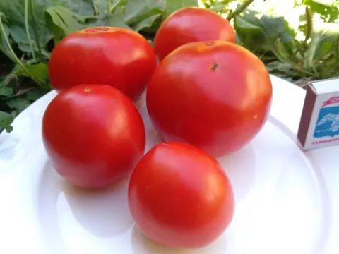Весенний Король ранний (Spring King Early)