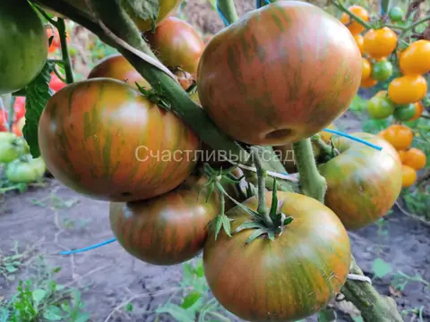 Карлик Мятные Полосы (Dwarf Peppermint Stripes)