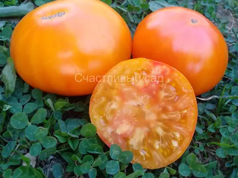 Молдавский великан