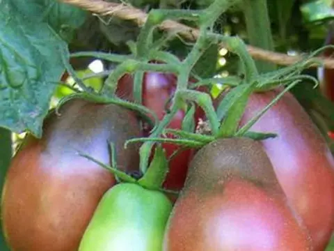 Пурпурная груша Эвана (Evan's Purple Pear)