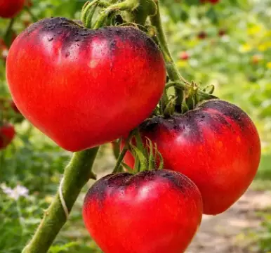 Клубничный Сержант (Sergeant strawberry)