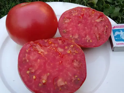 Саяногорский великан розовый
