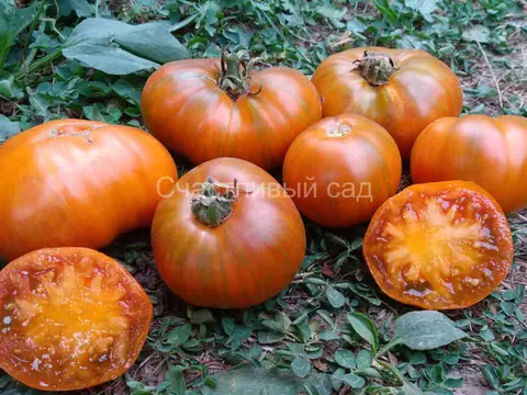 Orange Ghabbana
