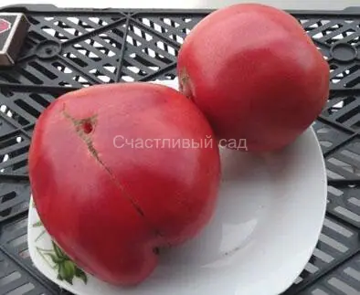 Странник Южной Америки (Sojourner South American)