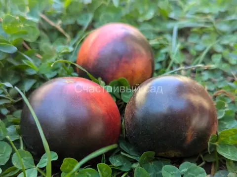 Карлик Гром Гондвана (Dwarf Gondwana Thunder)