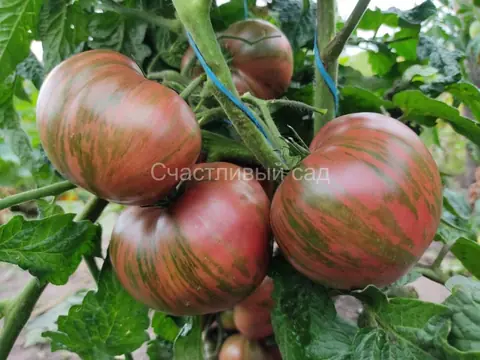 Карлик Полосатый Ноя (Dwarf Noah's Stripes)