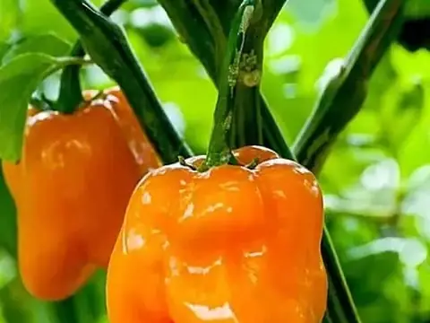 Перец острый Habanero Orange