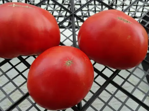 Гигантский (Gigantesque)