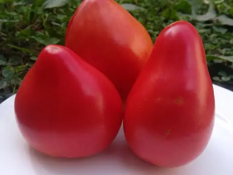 Сердце быка (Cuore de Toro)
