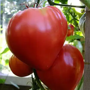 Сердце Бизона (Bison Heart)
