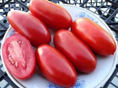 Лимбо (Limbaugh)