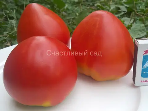 Минусинский домашний сахарный