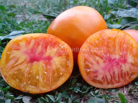Коршун огромный жёлтый