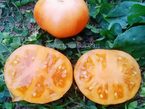 Карлик Оранжевый Крем (Dwarf Orange Cream)
