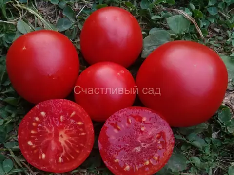 Dwarf Clare Valley Red