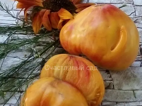 Сержант Пеппер биколор (Sgt. Peppers Bicolor)
