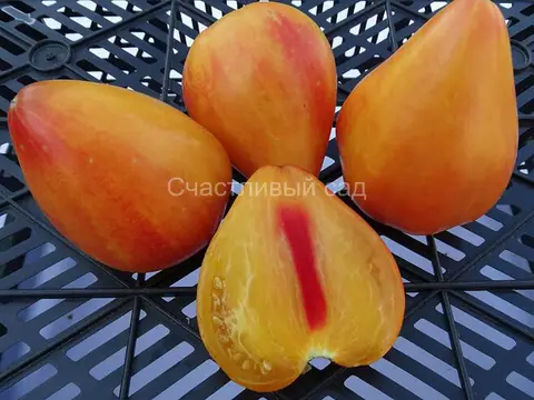 Двухцветное бычье сердце (Coeur de Boeuf Bicolor)