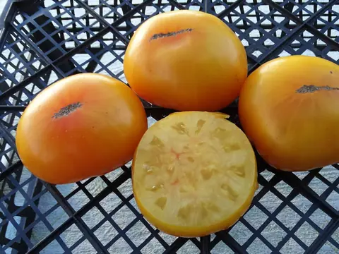 Jackass Yellow Dwarf