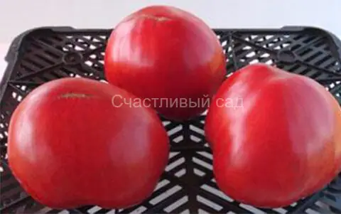 Бычье сердце Минусинское гигант (от Н. Щербининой)