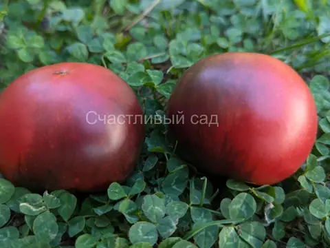 Карлик Роза Гондвана (Dwarf Gondwana Rose)