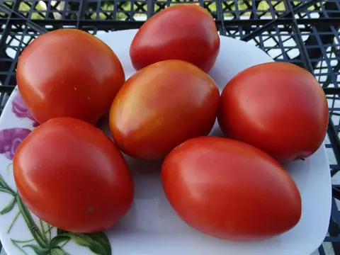 Карлик Красное Сердце (Dwarf Red Heart)
