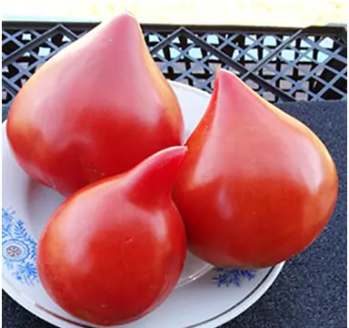 Отец Рейн (Vater Rhein)