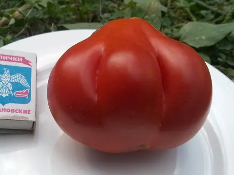 Красный кошелёк (Sakiewka Czerwona)