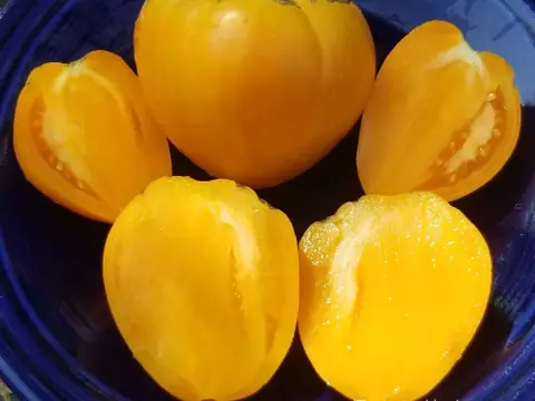 Жёлтое бычье сердце Ливингстона (Livingston's Yellow Oxheart)