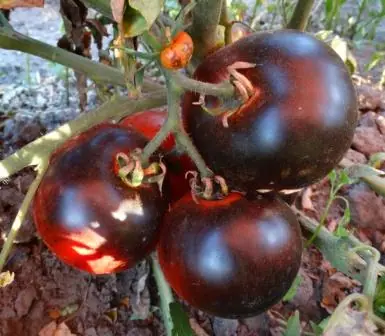 Чёрная клубника (Black Strawberry)