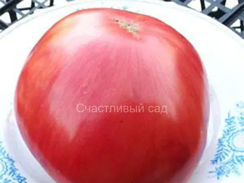 Полосы Сырната (Stripes of Syrnath)