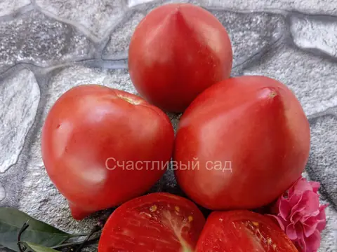 Сержант Пеппер розовая версия (Sgt. Peppers Pink Version)