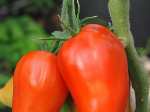 San Marzano Redorta